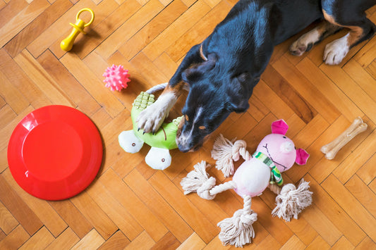 Eco-Friendly Pet Toys and Supplies: Good for Your Pets and the Environment 🌿🐾