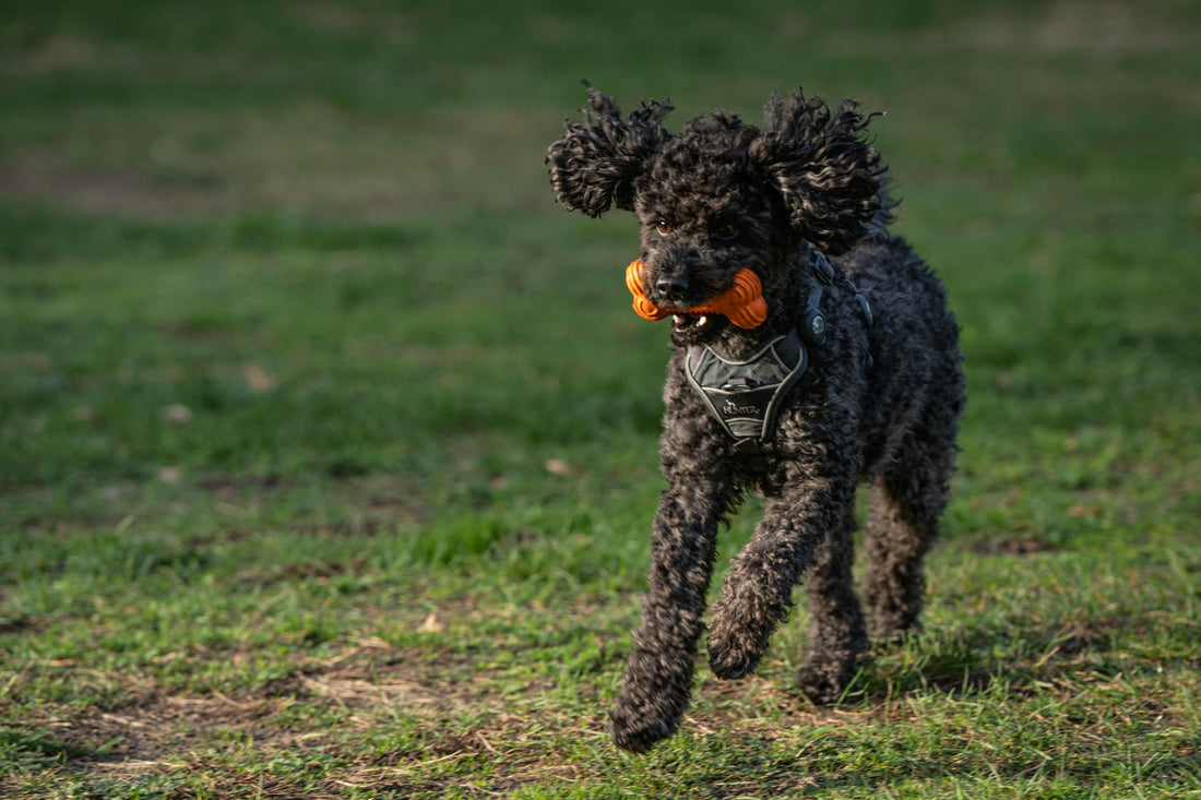 How Do Pet Toys Affect the Environment? Switch to Eco-Friendly Pet Products for Both Pets and the Environment 🌿🐾